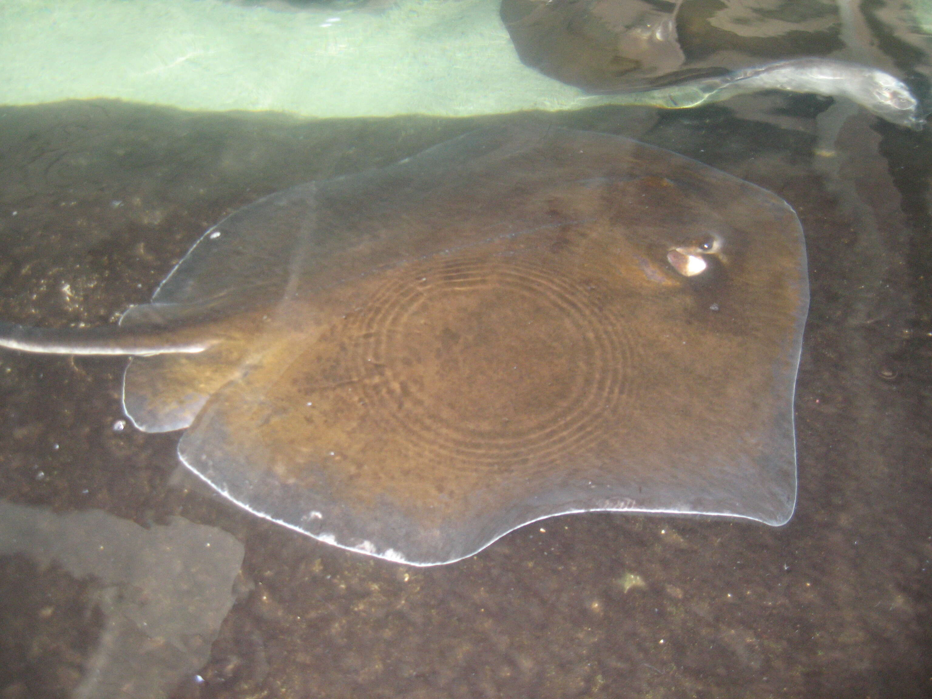 Image of Bluntnose Stingray