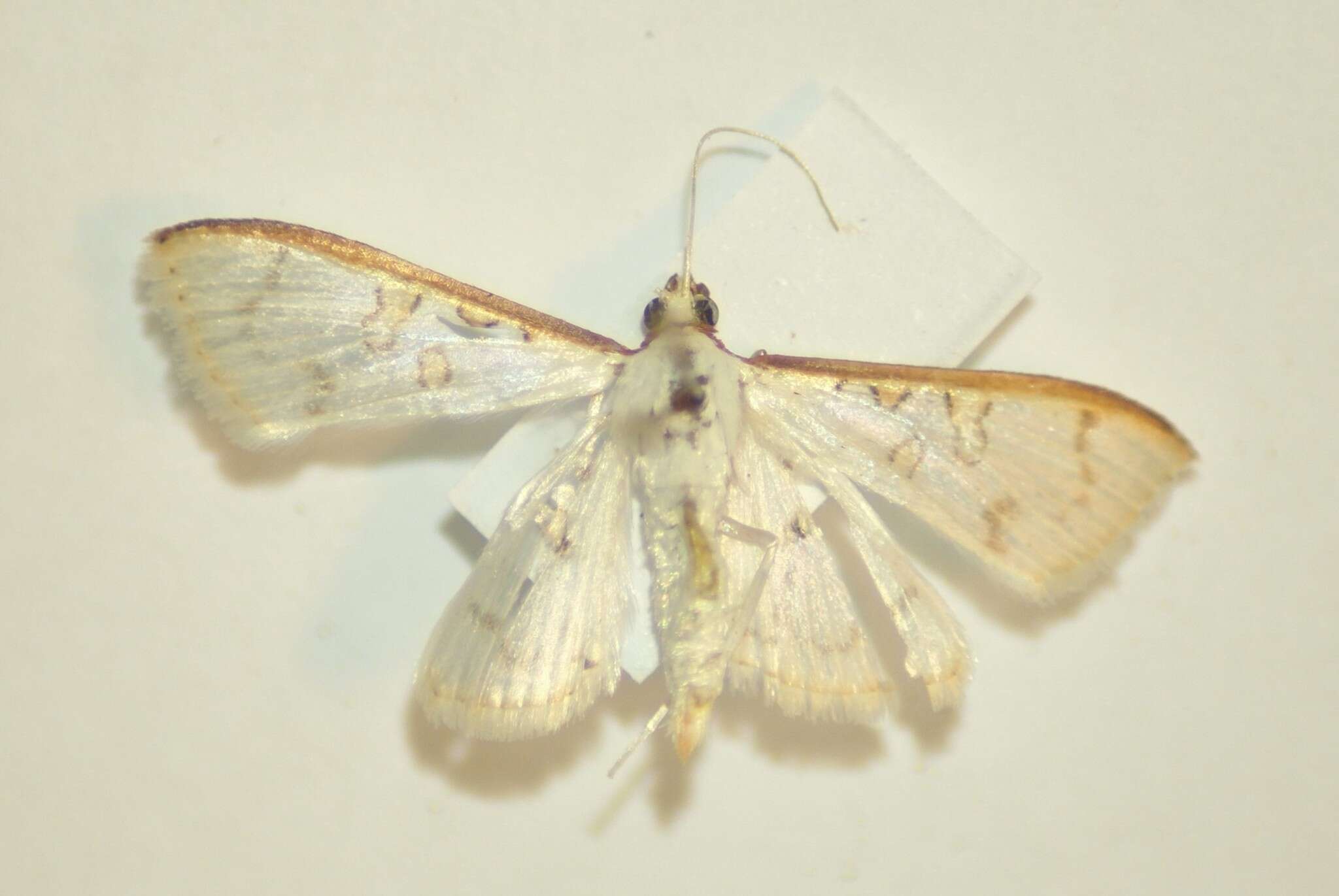 Image of Palpita annulifer Inoue 1996