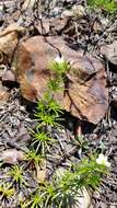 Image of Nuttall's linanthus