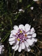 Image of Candytuft