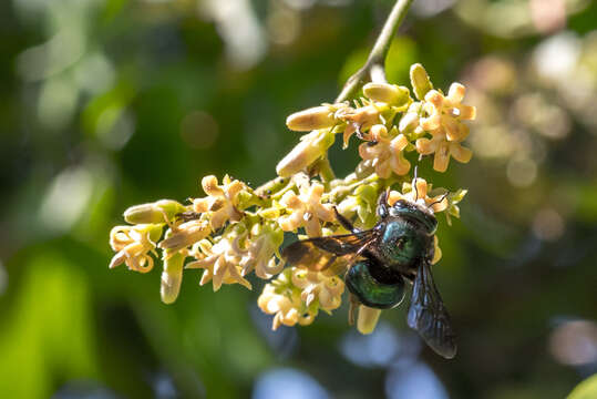 Xylocopa bombylans (Fabricius 1775) resmi