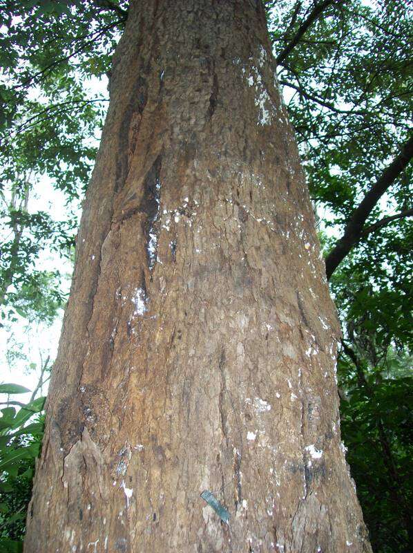 Eucalyptus angophoroides R. T. Baker的圖片