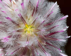 Image of Ptilotus axillaris (Benth.) F. Müll.