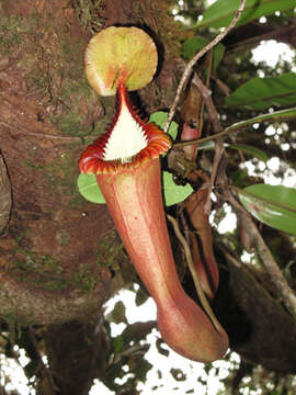 Image of Pitcher plant