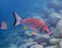 Image of Australian Sea Bream