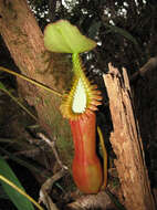 Image of Pitcher plant