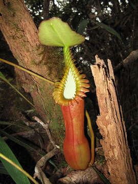 Image of Pitcher plant