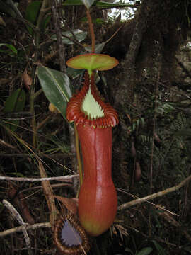 Image of Pitcher plant