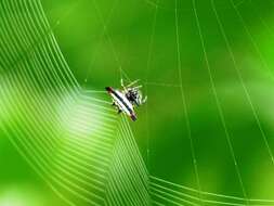 Image of Gasteracantha geminata (Fabricius 1798)