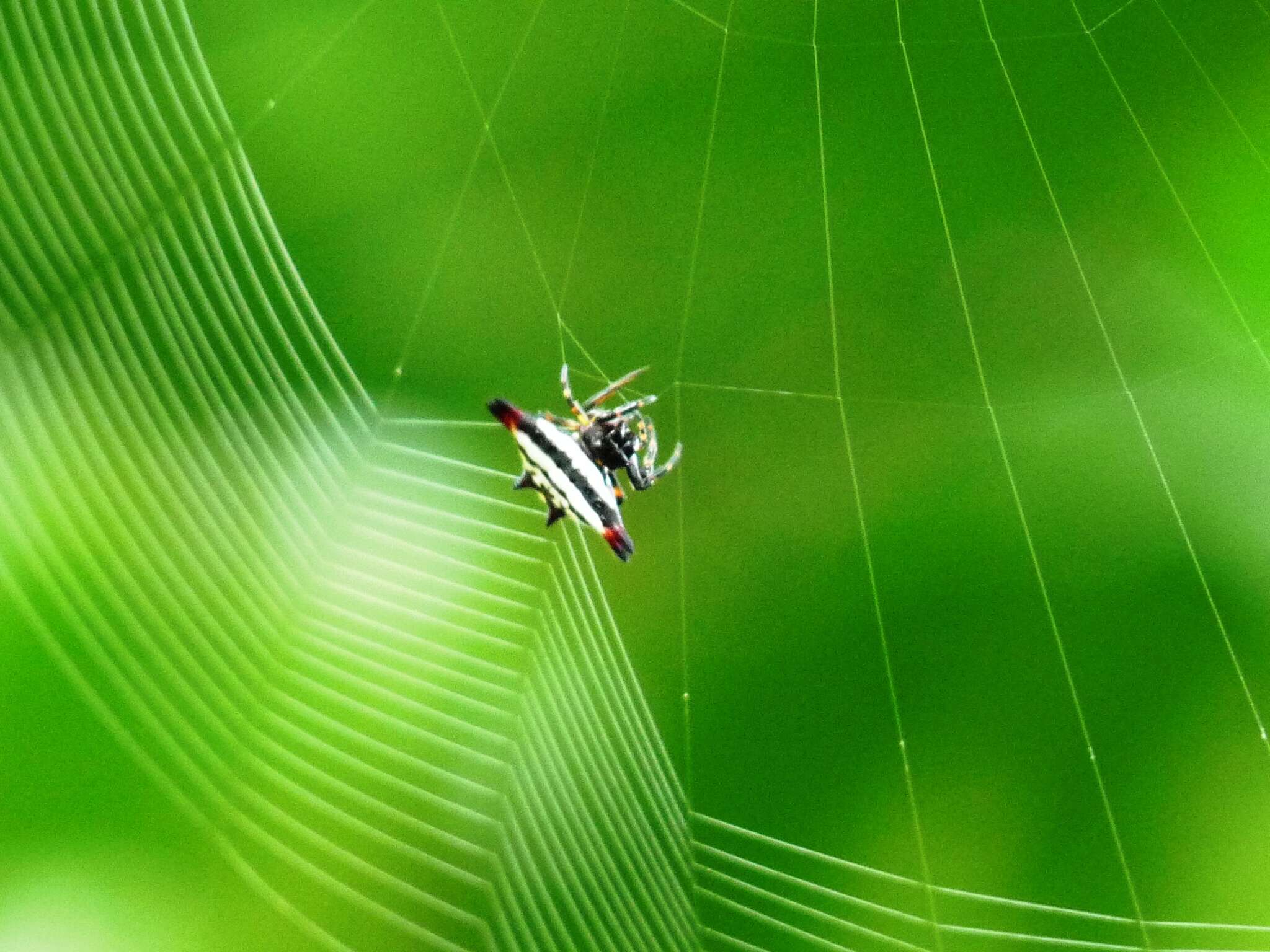 Image of Gasteracantha geminata (Fabricius 1798)