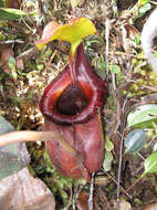 Image of Nepenthes kinabaluensis Sh. Kurata