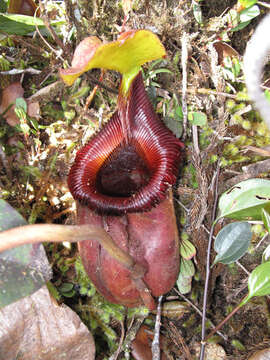 Image de Nepenthes kinabaluensis Sh. Kurata