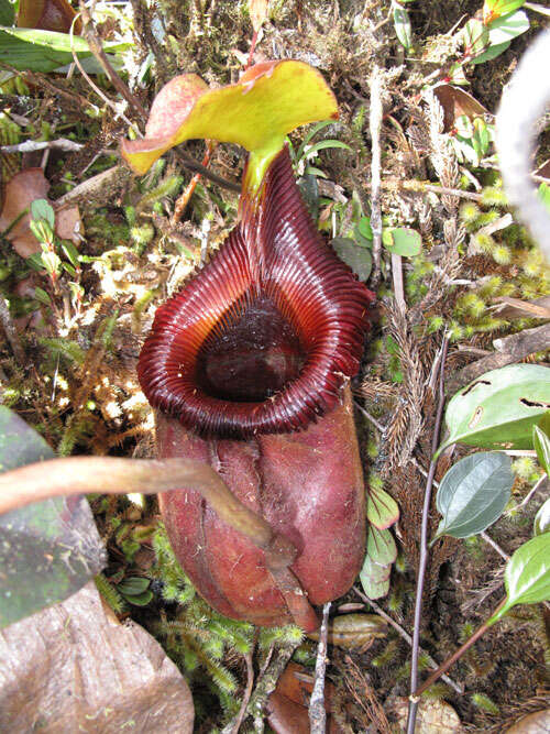 Image de Nepenthes kinabaluensis Sh. Kurata