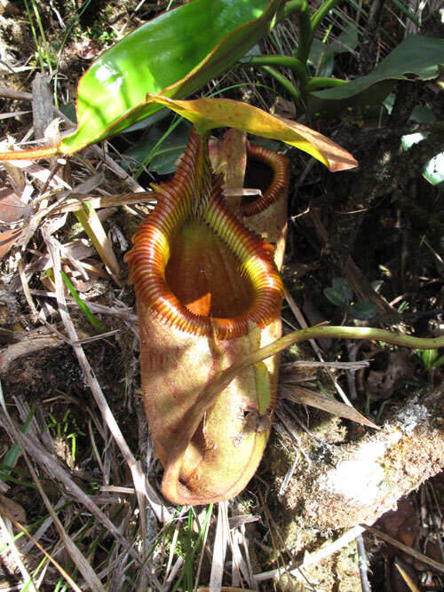 Image of Nepenthes kinabaluensis Sh. Kurata