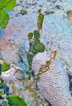 Image of Halimeda ghostpipefish