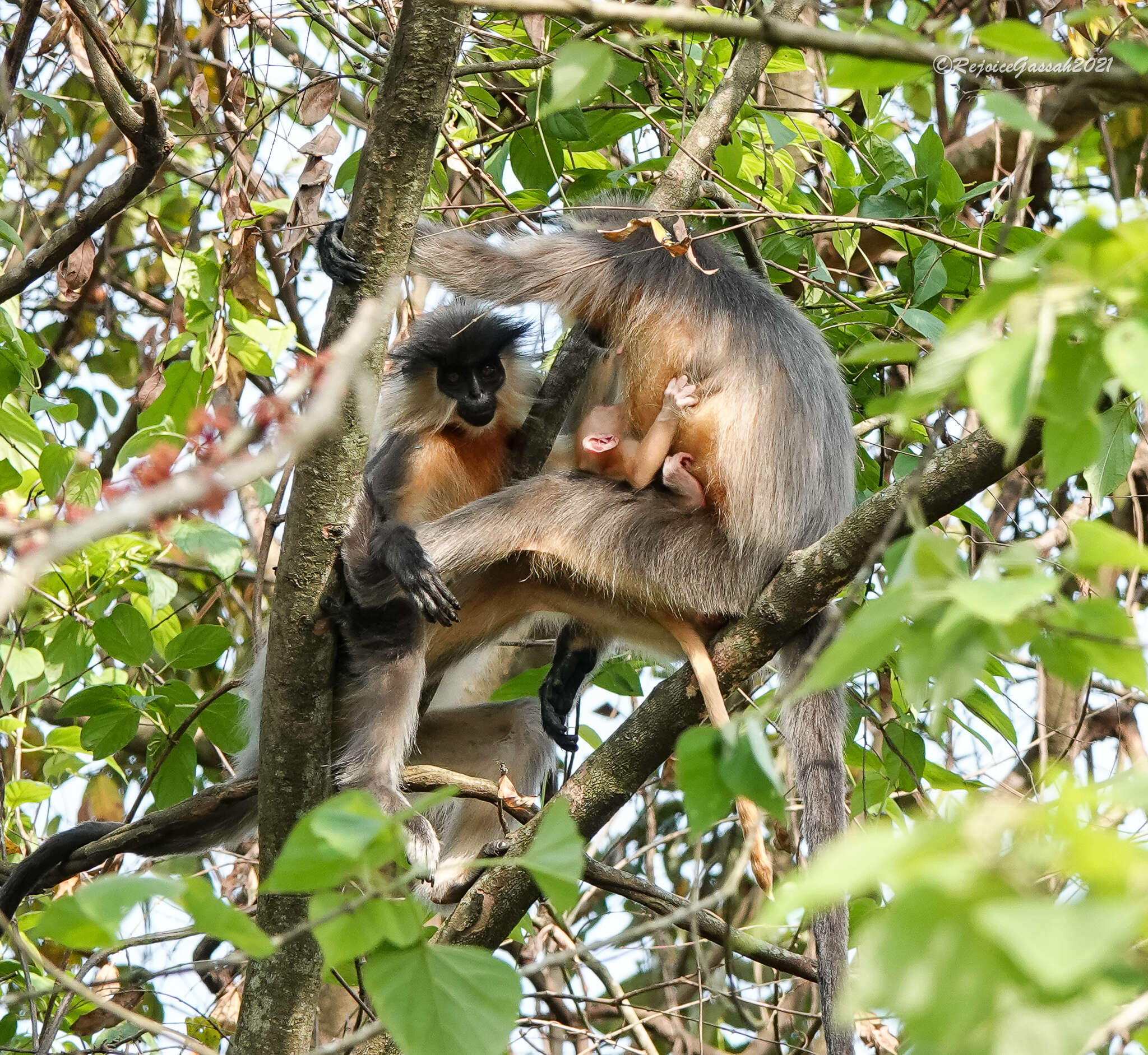 Trachypithecus pileatus (Blyth 1843) resmi