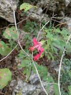 Image of Poeppig's rosemallow