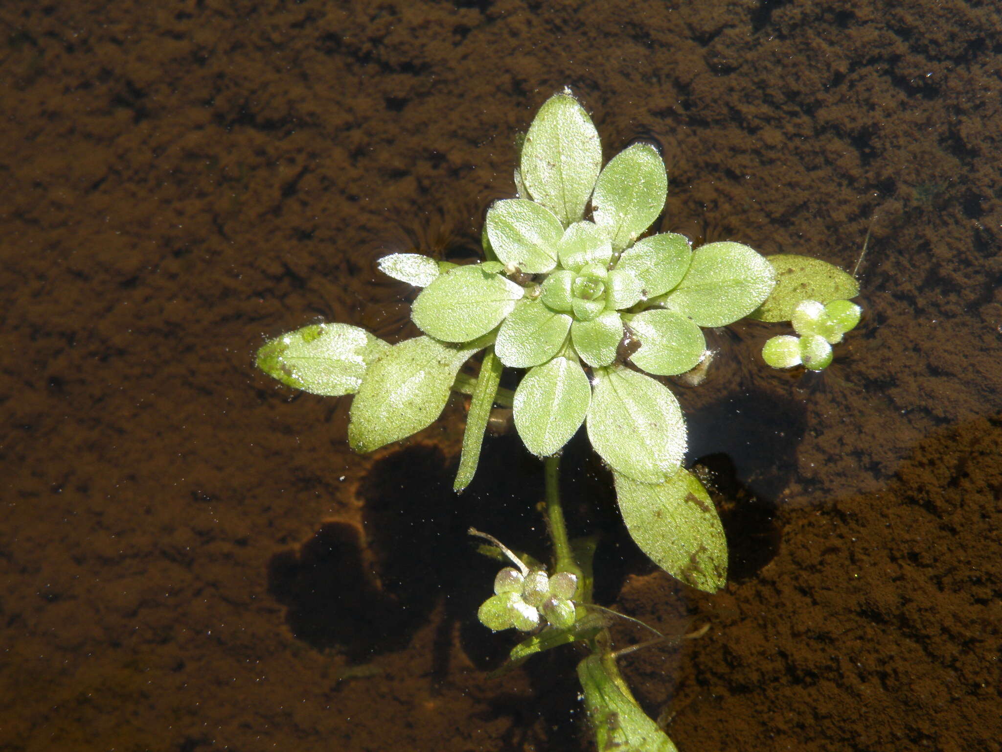 Image of Narrow-fruited Water-starwort