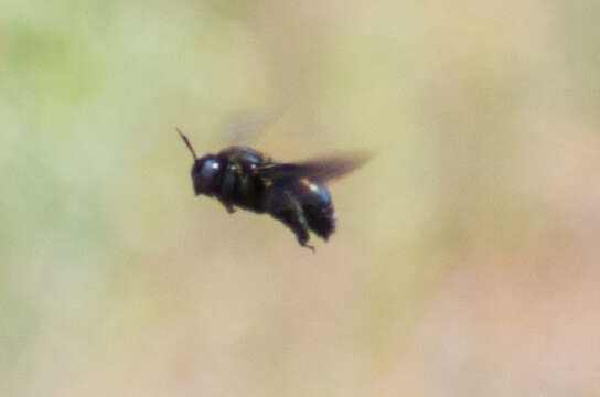 Imagem de Xylocopa californica Cresson 1864