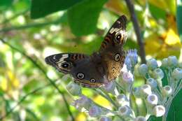 Image of <i>Junonia <i>coenia</i></i> coenia