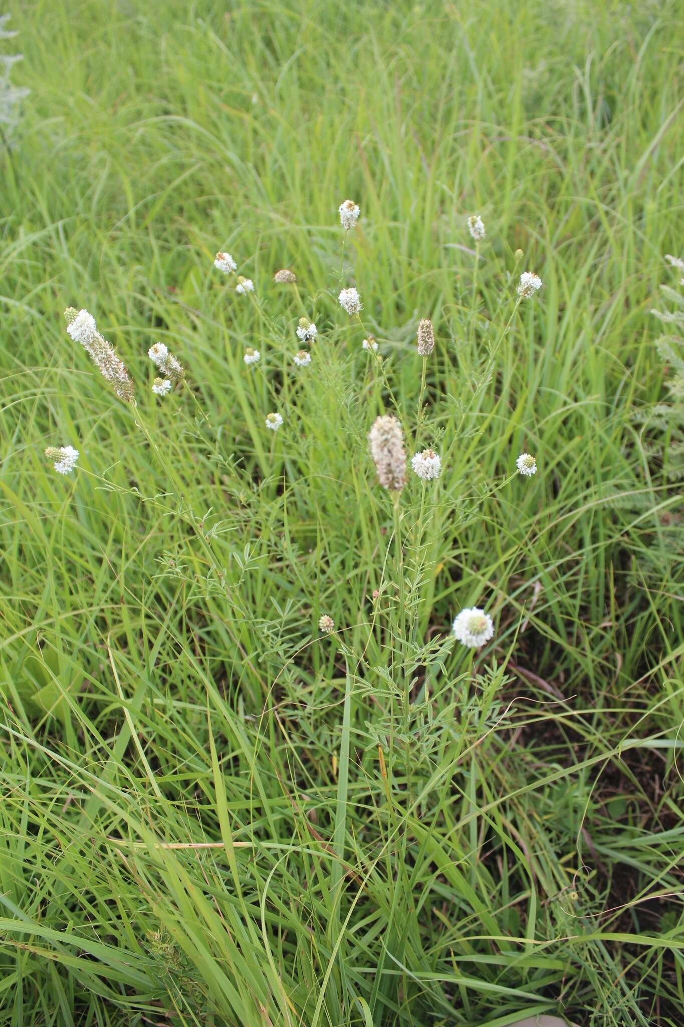 Image of white prairie clover