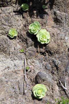 Image of Aeonium diplocyclum (Webb ex Bolle) T. H. M. Mes