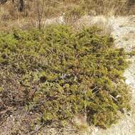 Image de Juniperus monticola subsp. compacta