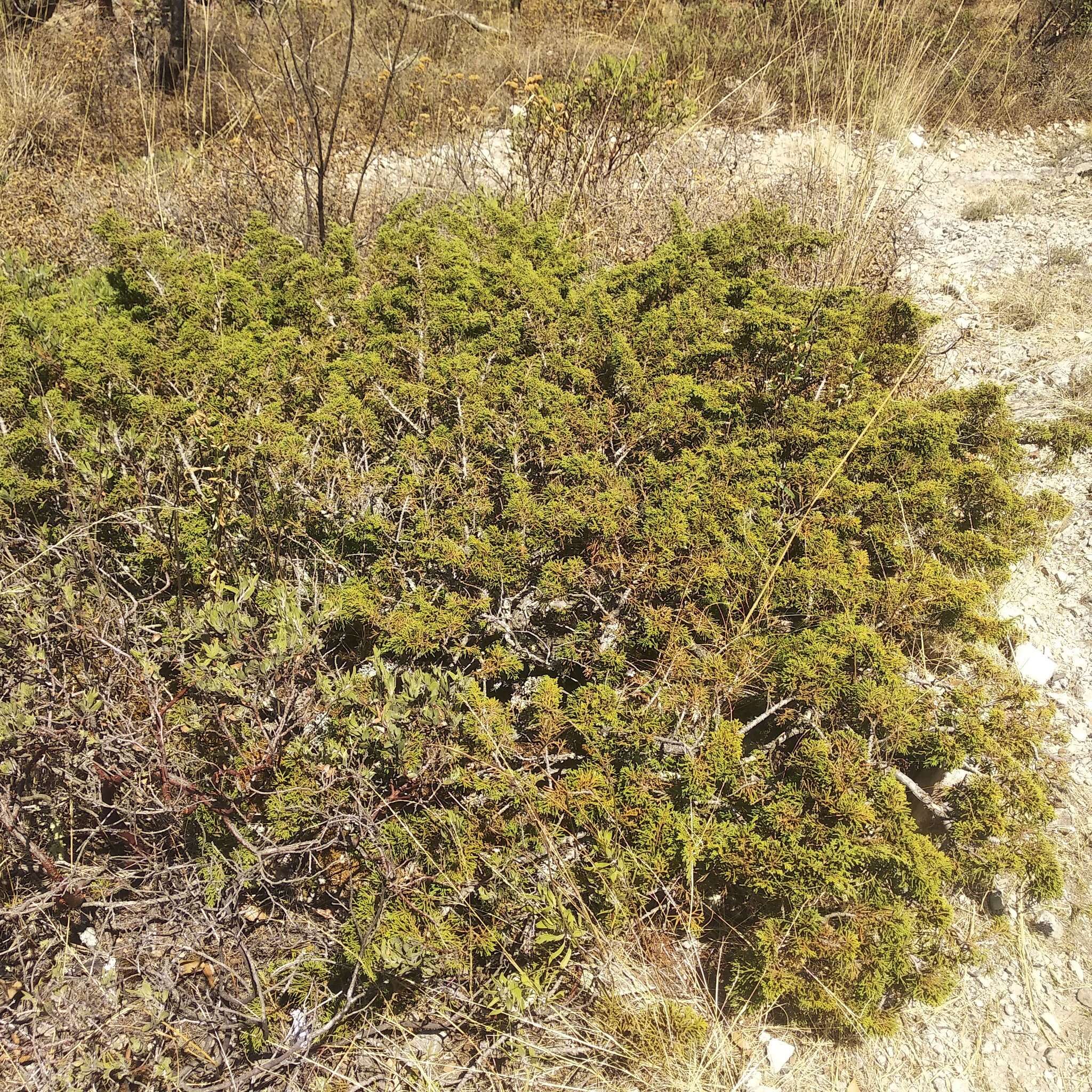 Image of Juniperus monticola subsp. compacta