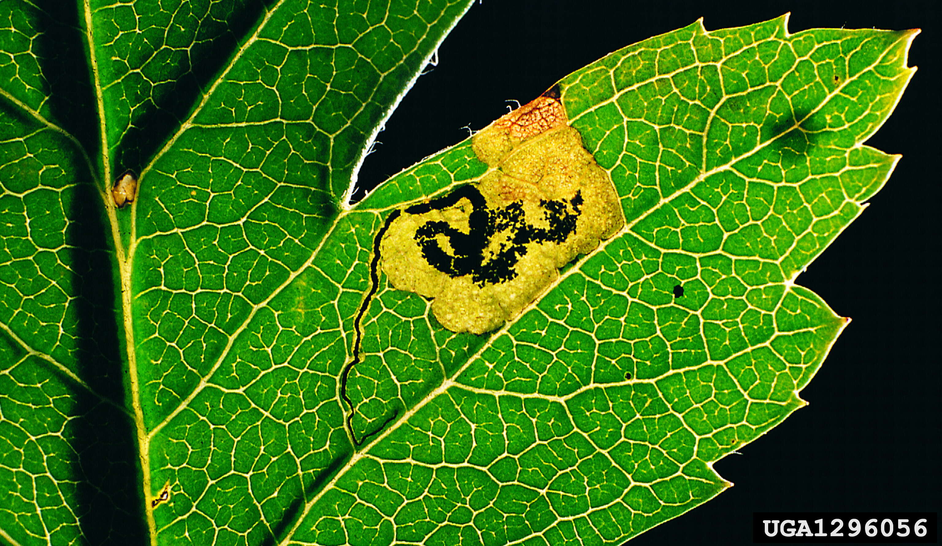 Image of Stigmella hybnerella (Hübner 1796) Fletcher et al. 1945