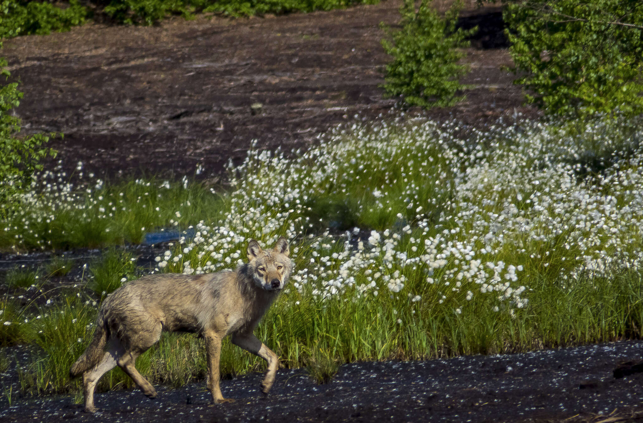 Image of Eurasian Wolf