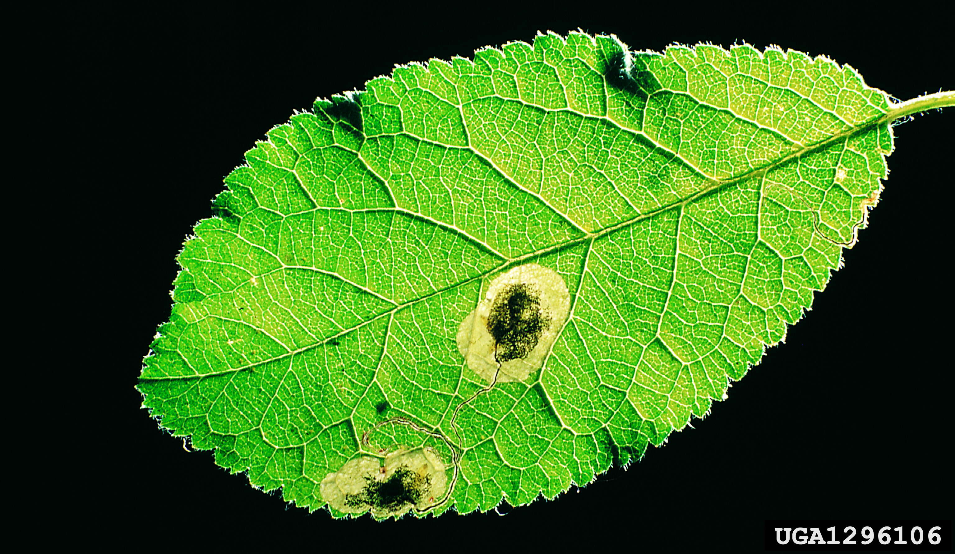 Image of Stigmella plagicolella (Stainton 1854) Fletcher et al. 1945