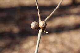 Image of Round Bullet Gall Wasp