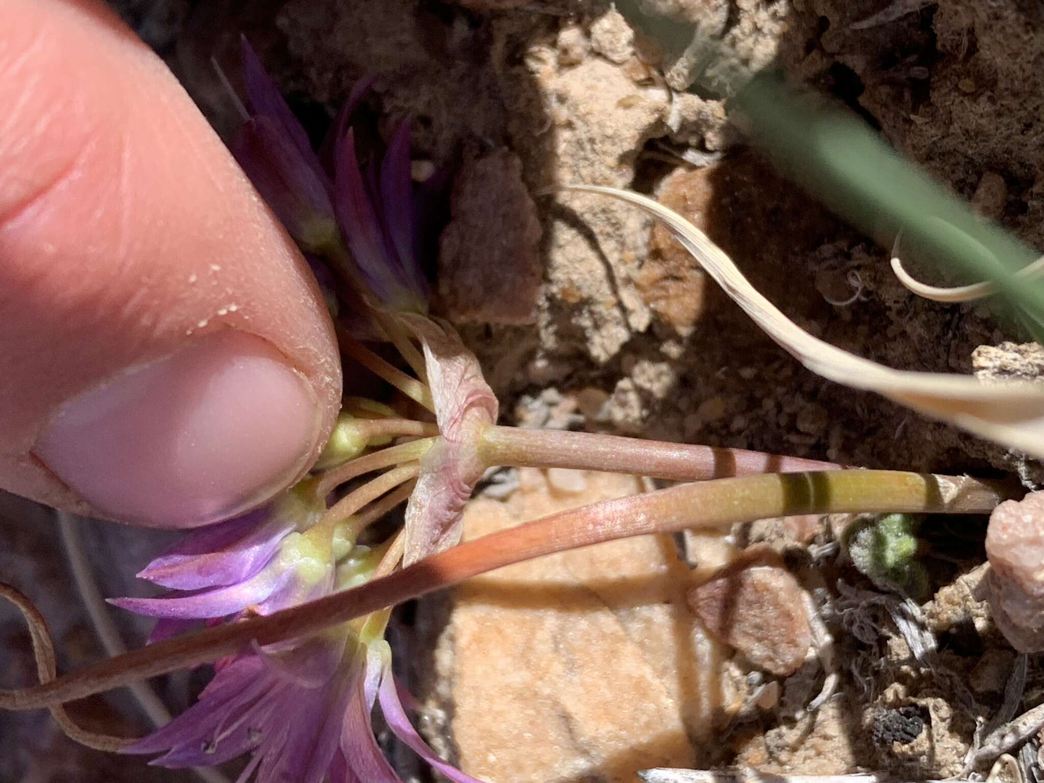 Image of darkred onion