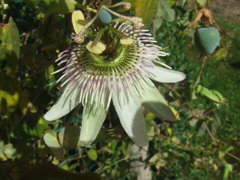 Image of Passiflora gibertii N. E. Brown