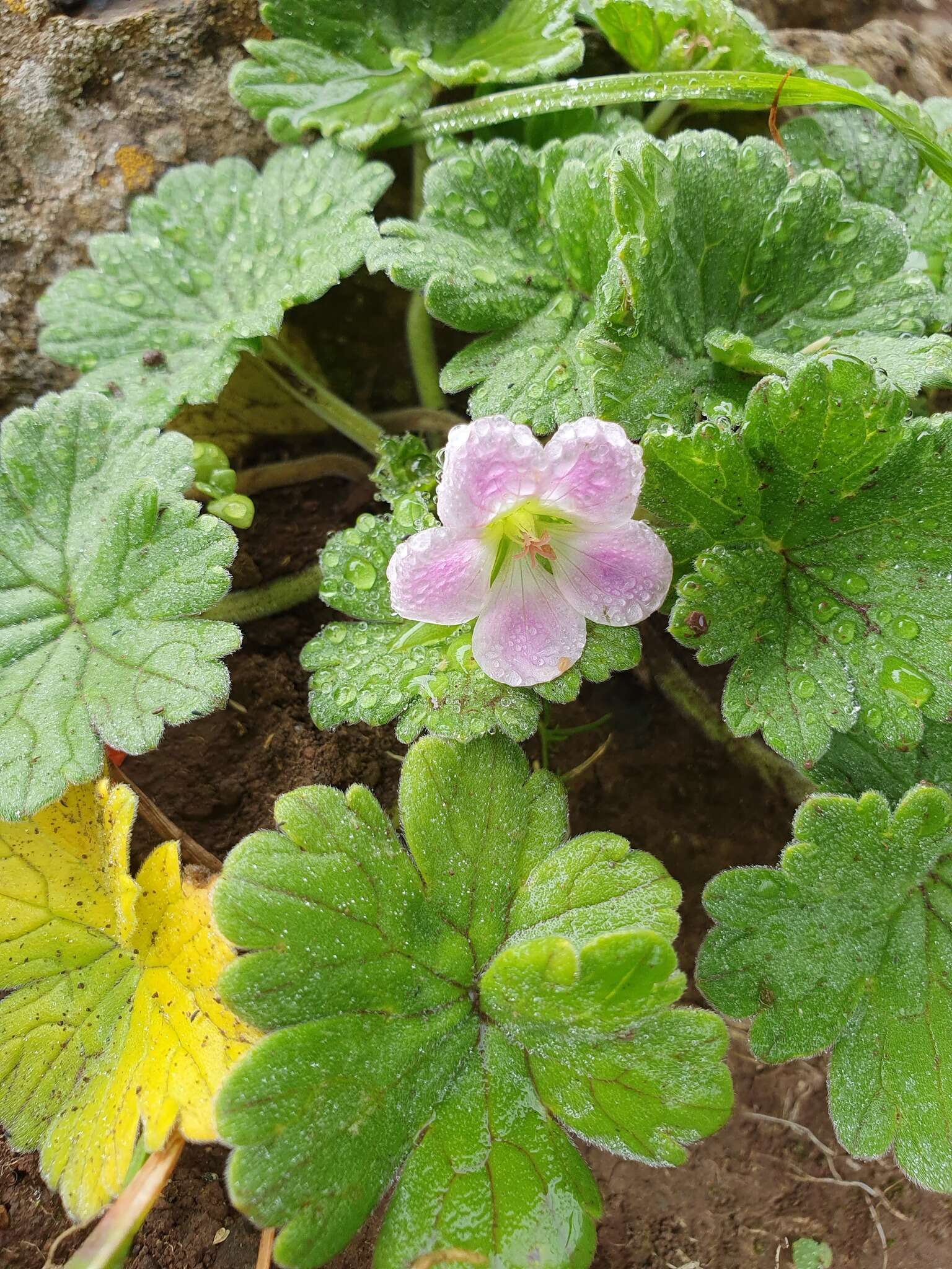 Sivun Geranium traversii Hook. fil. kuva