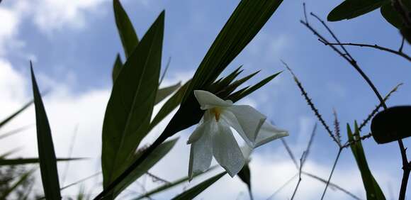 Image of Cipura campanulata Ravenna