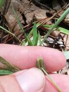 Image of whitehair rosette grass
