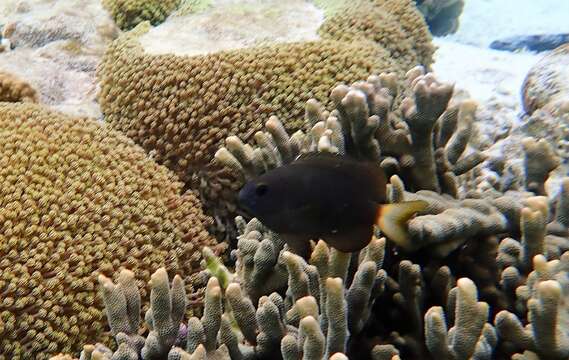 Image of White-tail damsel