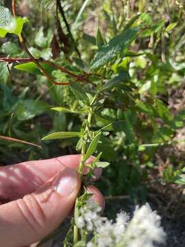 Eupatorium lancifolium (Torr. & A. Gray) Small的圖片