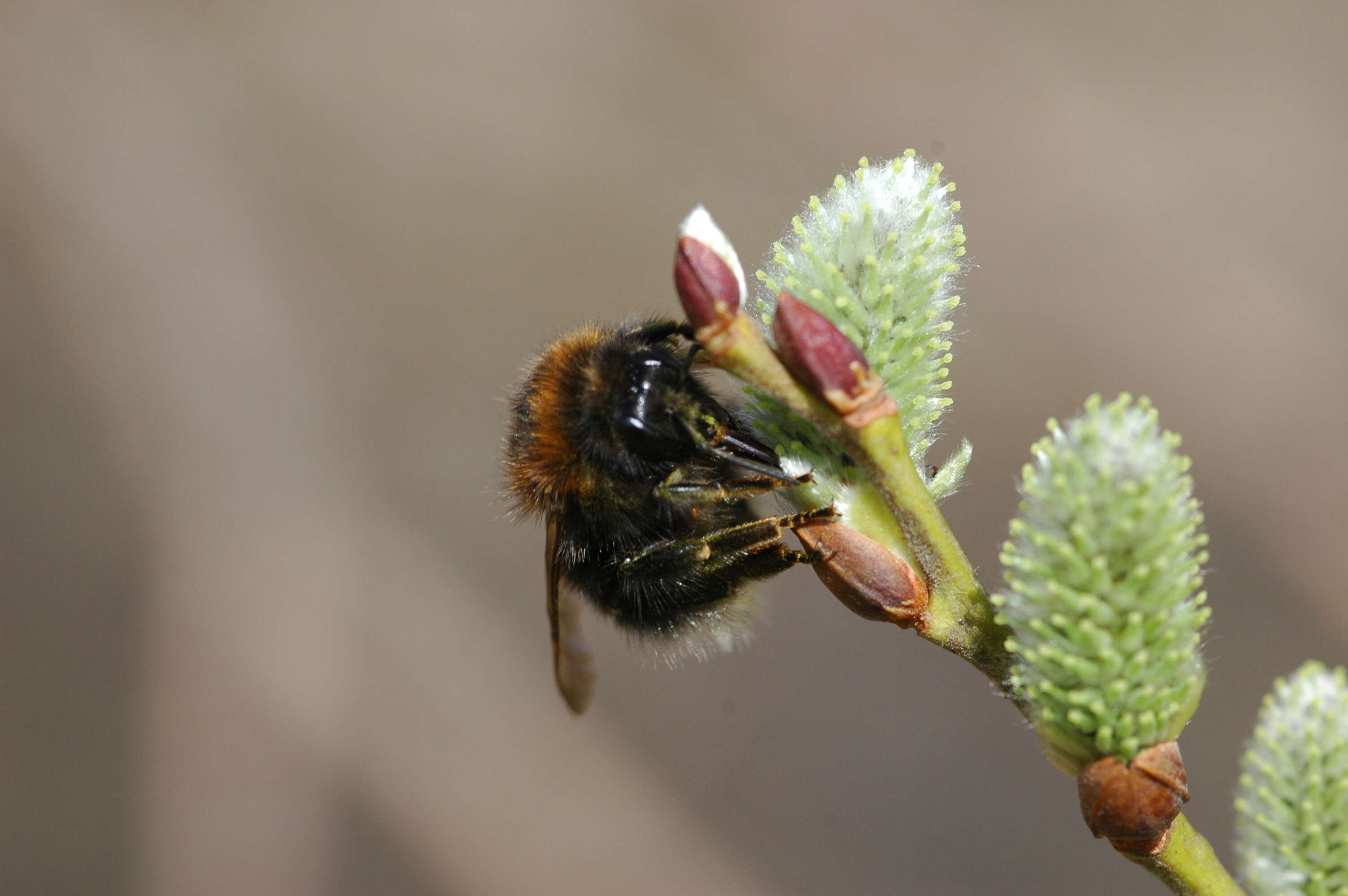 Image of Bombus hypnorum (Linnaeus 1758)