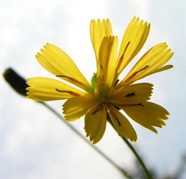 Image of common hawkweed