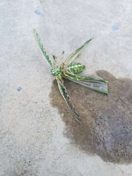 Image of Gemmate Bush Katydid