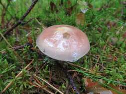 Imagem de Stropharia hornemannii (Fr.) S. Lundell & Nannf. 1934