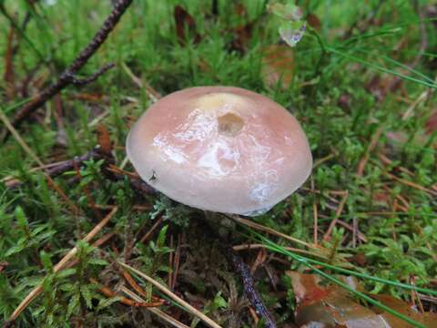 Image of lacerated stropharia