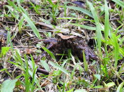 Image of Megophrys longipes Boulenger 1886