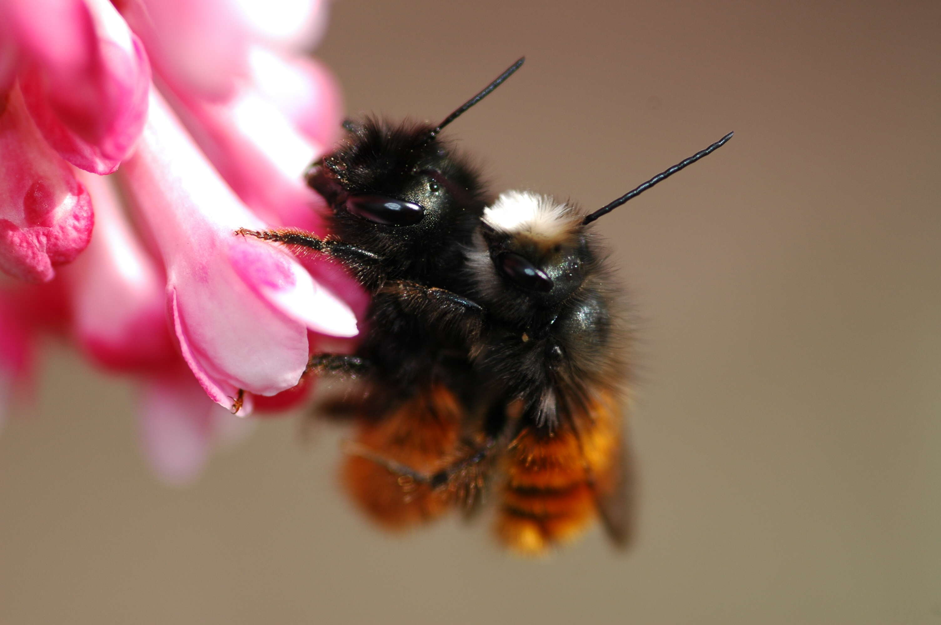 Image of Osmia cornuta (Latreille 1805)