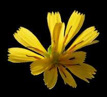 Image of common hawkweed