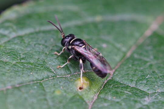 Image of Clitemnestra bipunctata (Say 1824)