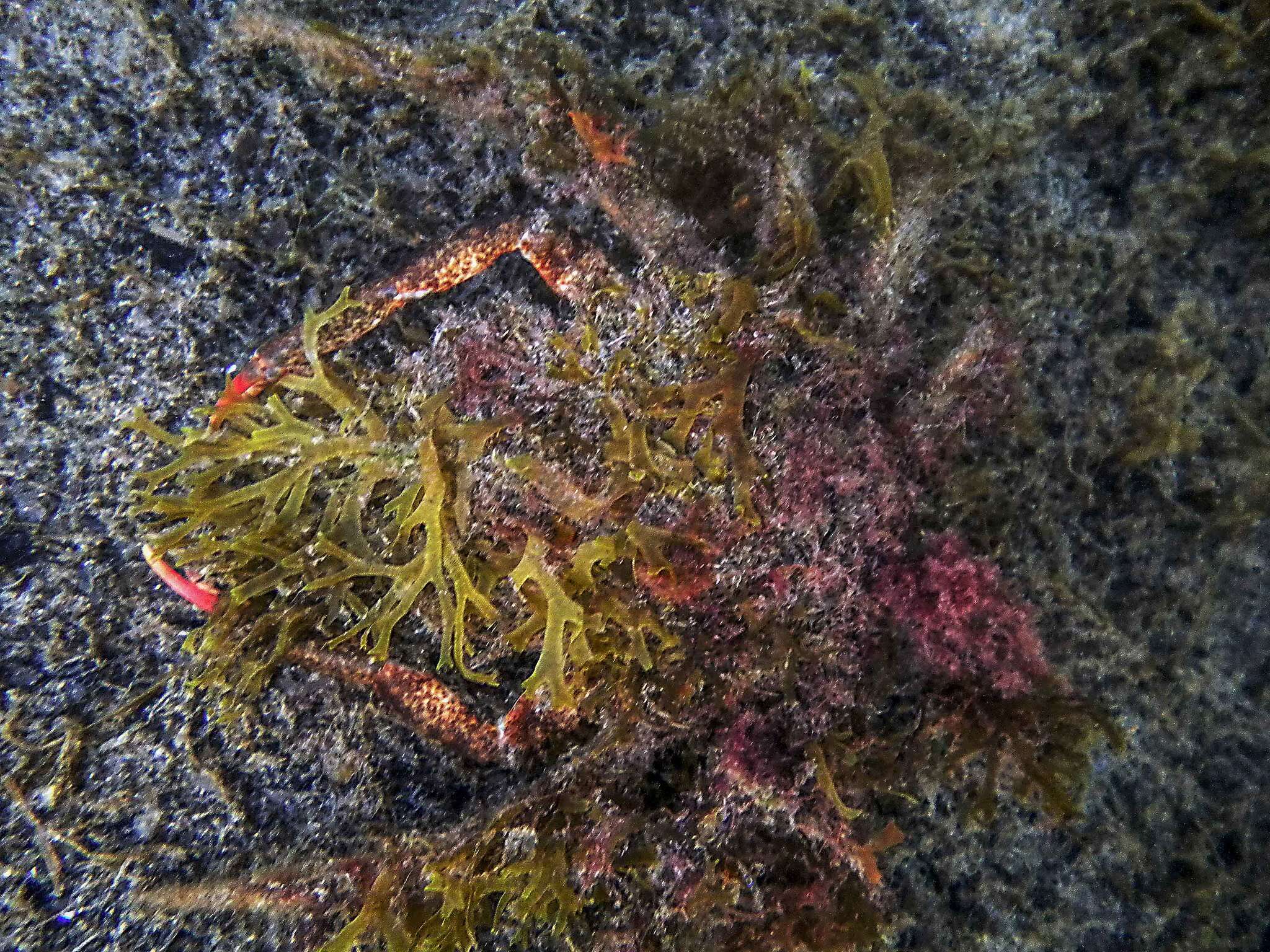 Image of lesser spider crab