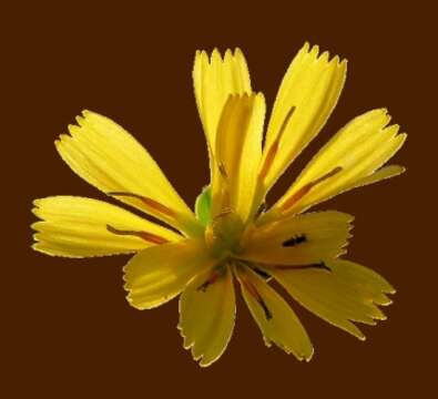 Image of common hawkweed